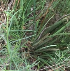 Dianella revoluta var. revoluta at Holt, ACT - 29 Oct 2020