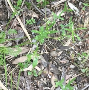 Daucus glochidiatus at Holt, ACT - 29 Oct 2020