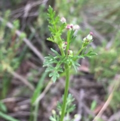 Daucus glochidiatus at Holt, ACT - 29 Oct 2020