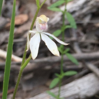 Caladenia moschata (Musky Caps) at Holt, ACT - 29 Oct 2020 by Jubeyjubes