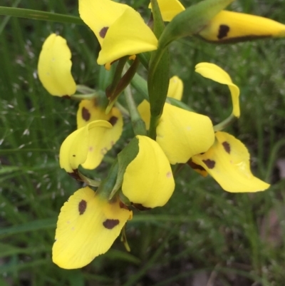 Diuris sulphurea (Tiger Orchid) at Holt, ACT - 29 Oct 2020 by Jubeyjubes