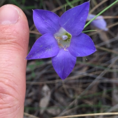 Wahlenbergia stricta subsp. stricta (Tall Bluebell) at Aranda, ACT - 29 Oct 2020 by Jubeyjubes