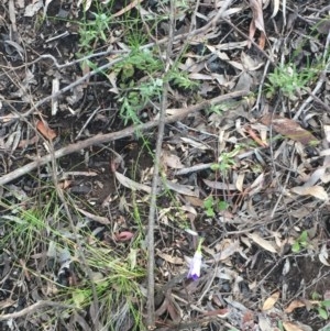 Wahlenbergia stricta subsp. stricta at Aranda, ACT - 29 Oct 2020