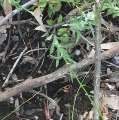 Wahlenbergia stricta subsp. stricta at Aranda, ACT - 29 Oct 2020