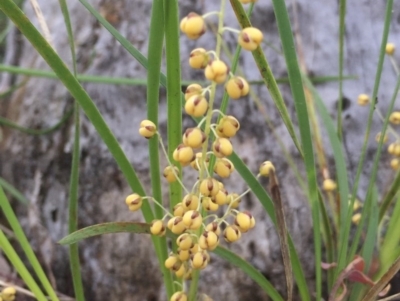 Lomandra filiformis (Wattle Mat-rush) at Aranda, ACT - 29 Oct 2020 by Jubeyjubes