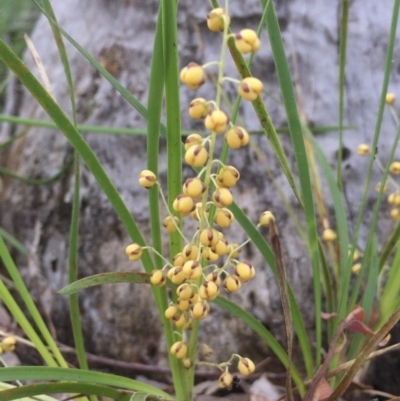 Lomandra filiformis (Wattle Mat-rush) at Aranda, ACT - 29 Oct 2020 by Jubeyjubes