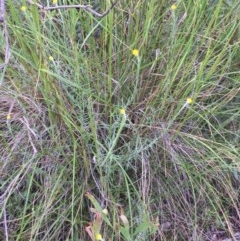 Chrysocephalum semipapposum (Clustered Everlasting) at Aranda, ACT - 29 Oct 2020 by Jubeyjubes