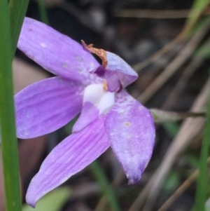 Glossodia major at Aranda, ACT - suppressed