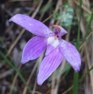 Glossodia major at Aranda, ACT - suppressed