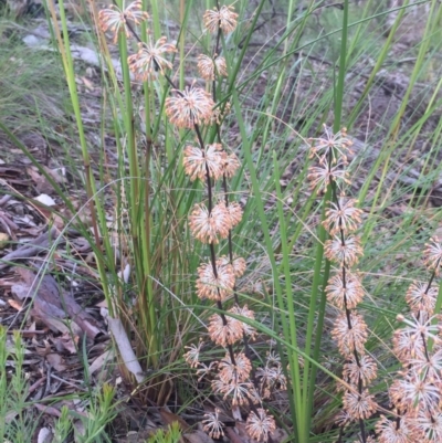 Lomandra multiflora (Many-flowered Matrush) at Aranda, ACT - 29 Oct 2020 by Jubeyjubes