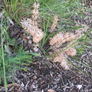 Lomandra multiflora at Aranda, ACT - 29 Oct 2020