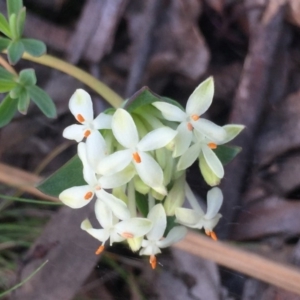 Pimelea linifolia at Aranda, ACT - 29 Oct 2020