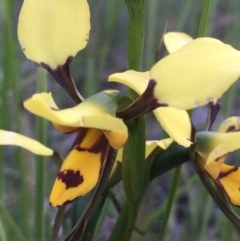 Diuris sulphurea (Tiger Orchid) at Aranda, ACT - 29 Oct 2020 by Jubeyjubes