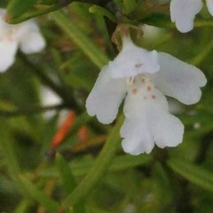 Westringia eremicola (Slender Western Rosemary) at Aranda, ACT - 29 Oct 2020 by Jubeyjubes