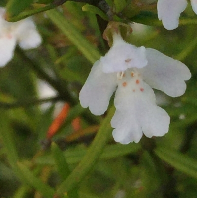 Westringia eremicola (Slender Western Rosemary) at Aranda, ACT - 29 Oct 2020 by Jubeyjubes