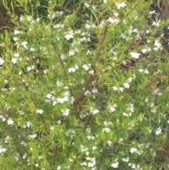 Westringia eremicola at Aranda, ACT - 29 Oct 2020