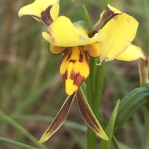 Diuris sulphurea at Aranda, ACT - 29 Oct 2020