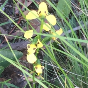 Diuris sulphurea at Aranda, ACT - 29 Oct 2020