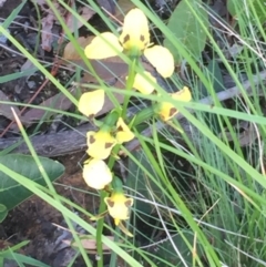 Diuris sulphurea at Aranda, ACT - suppressed