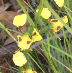 Diuris sulphurea at Aranda, ACT - 29 Oct 2020