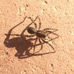 Lycosidae (family) (Unidentified wolf spider) at Aranda, ACT - 28 Oct 2020 by Jubeyjubes