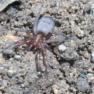 Gnaphosidae (family) at Aranda, ACT - 28 Oct 2020