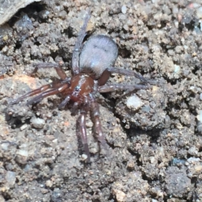 Gnaphosidae (family) (Ground spider) at Aranda, ACT - 28 Oct 2020 by Jubeyjubes