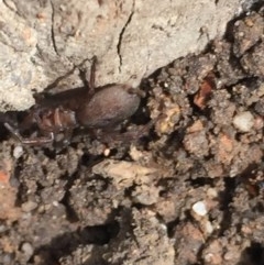 Gnaphosidae (family) at Aranda, ACT - 28 Oct 2020