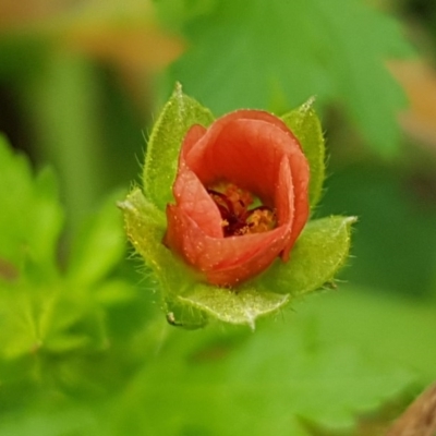 Modiola caroliniana (Red-flowered Mallow) at City Renewal Authority Area - 30 Oct 2020 by trevorpreston