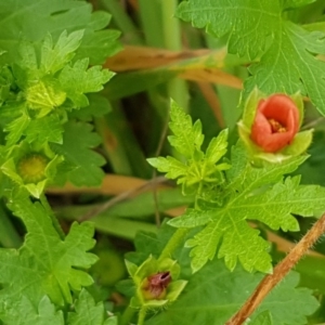 Modiola caroliniana at Lyneham, ACT - 30 Oct 2020