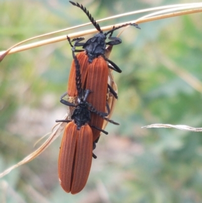 Porrostoma rhipidium (Long-nosed Lycid (Net-winged) beetle) at Lyneham Wetland - 30 Oct 2020 by trevorpreston