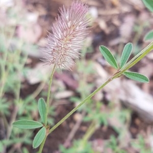 Trifolium arvense var. arvense at Lyneham Wetland - 30 Oct 2020