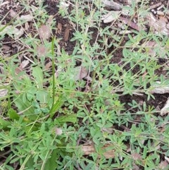 Trifolium arvense var. arvense at Lyneham Wetland - 30 Oct 2020