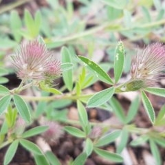 Trifolium arvense var. arvense at Lyneham Wetland - 30 Oct 2020