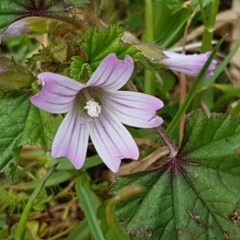 Malva neglecta (Dwarf Mallow) at Lyneham, ACT - 29 Oct 2020 by tpreston