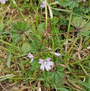 Malva neglecta at Lyneham Wetland - 30 Oct 2020