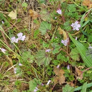 Malva neglecta at Lyneham Wetland - 30 Oct 2020 09:49 AM