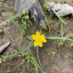 Hypoxis hygrometrica (Golden Weather-grass) at Holt, ACT - 30 Oct 2020 by Eland