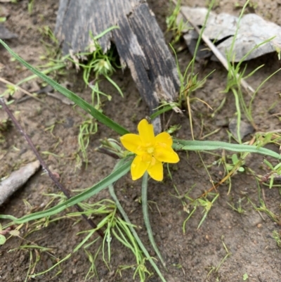 Hypoxis hygrometrica (Golden Weather-grass) at Holt, ACT - 30 Oct 2020 by Eland