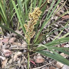 Lomandra longifolia (Spiny-headed Mat-rush, Honey Reed) at Holt, ACT - 26 Oct 2020 by Goldtuft864