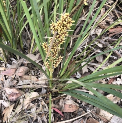 Lomandra longifolia (Spiny-headed Mat-rush, Honey Reed) at Holt, ACT - 26 Oct 2020 by Goldtuft864