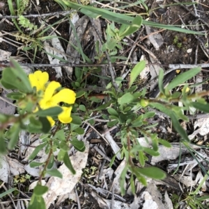 Hibbertia obtusifolia at Holt, ACT - 27 Oct 2020