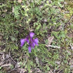 Linaria pelisseriana (Pelisser's Toadflax) at Holt, ACT - 29 Oct 2020 by Goldtuft864