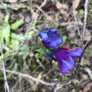 Echium sp. at Holt, ACT - 27 Oct 2020