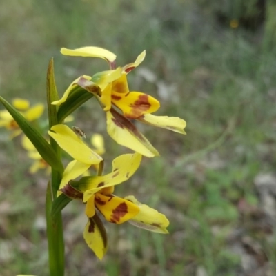 Diuris sulphurea (Tiger Orchid) at Tuggeranong DC, ACT - 29 Oct 2020 by Mike