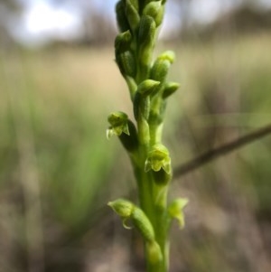 Microtis parviflora at Throsby, ACT - 29 Oct 2020