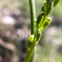 Microtis parviflora at Throsby, ACT - 29 Oct 2020