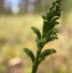 Microtis parviflora at Throsby, ACT - 29 Oct 2020