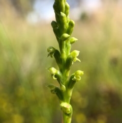 Microtis parviflora at Throsby, ACT - 29 Oct 2020