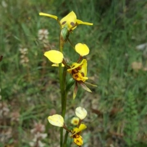 Diuris sulphurea at Tuggeranong DC, ACT - suppressed